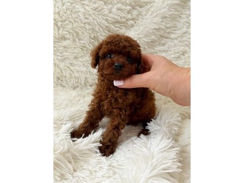 Biblo gibi poodle bebek