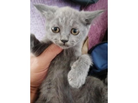 55 günlük british shorthair dişi