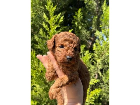 Red brown toy poodle bebeklerimiz