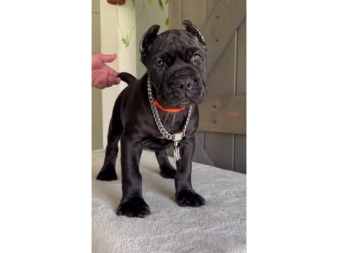 Dişi erkek cane corso kapıda ödemeli güvenli sistem