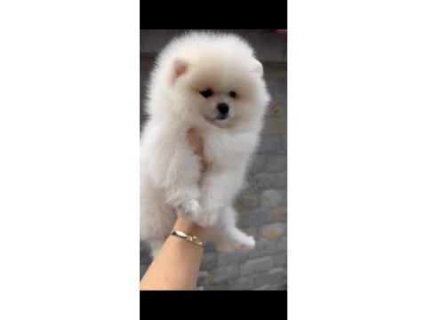 Sevimli pomeranian boo