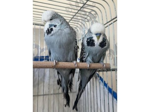 Garantili show takım muhabbet kuşu
