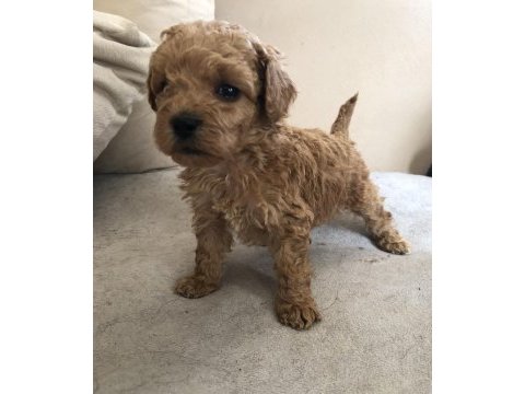 Ev ortamından 0 numara baby face maltipoo lar