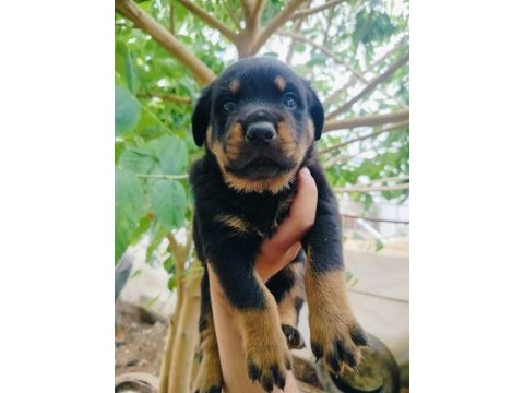 Koca kafa erkek rottweiler yavruları