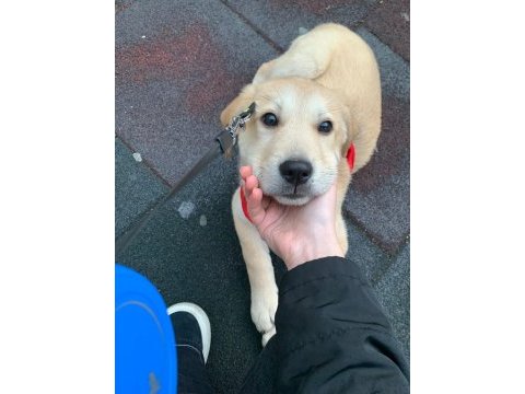 Labrador dora ömürlük yuvasını arıyor