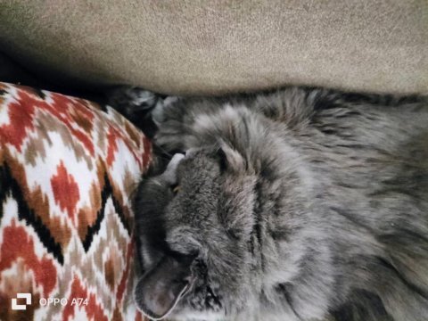 British longhair kedimizi çok uyguna vereceğiz acil
