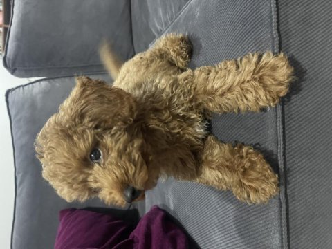 2,5 aylık toy poodle sahiplendirme