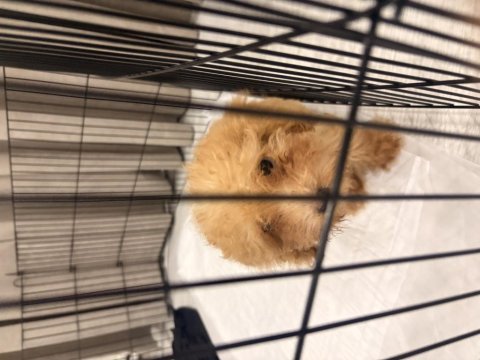 Sevimli ve akıllı köpeğime acil yuva arıyorum