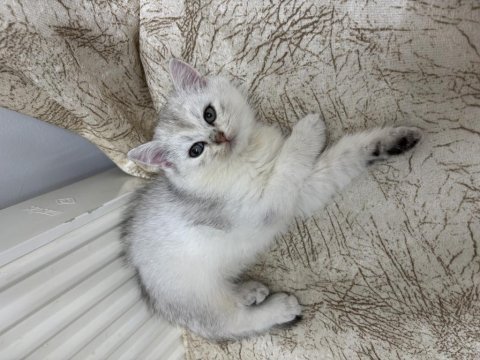 Güzel scottish fold bebeklerim