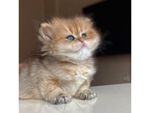 Bebeğimiz yeni ailesini bekliyor british longhair