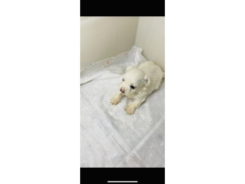 Sevgi dolu, sağlıklı ve çok sevimli maltese yavrumuz