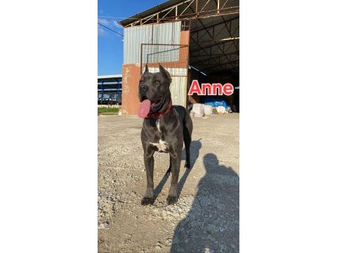 Cane corso blue