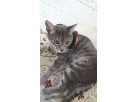 Cins gri british shorthair erkek 10 aylık