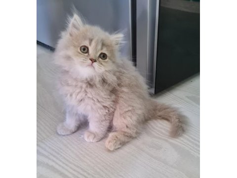 Sahibinden scottish fold yavrular