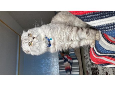 Scottish fold cinsi kedime eş arıyorum