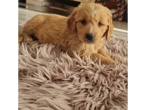 Safkan golden retriever bebekler