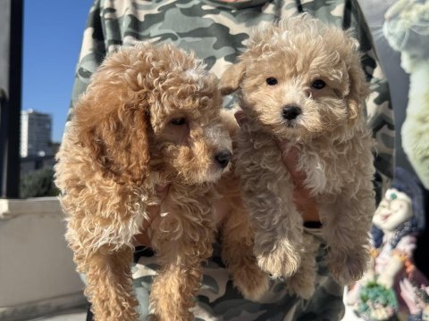 Show kalite poodle ayarında maltipoo yavrular