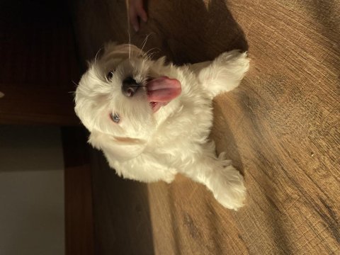 Anne altından 0 numara maltese terrier(rezerve etmek için)