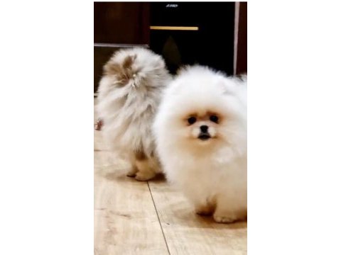 Merle renk pomeranian