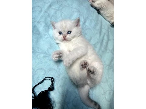 Show kalite british shorthair bebeklerimiz