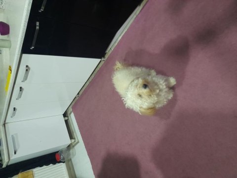 Köpeğimizin akıllı tuvalet eğitimi var