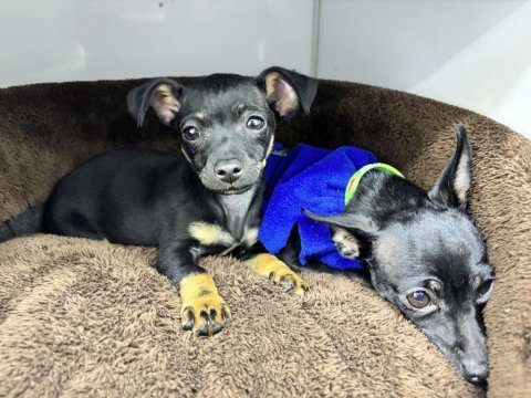 2.5 aylık erkek pinscher