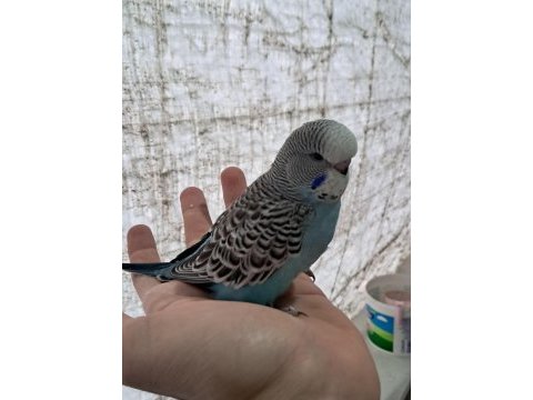 Erkek muhabbet kuşu yavrular ele alıştırmalık
