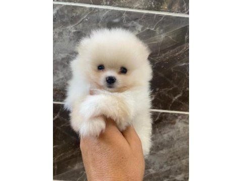 Pomeranian sevgililer gününe özel kampanya