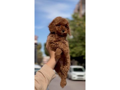 Sakarya poodle köpeği