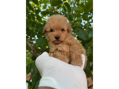 Toy poodle bebekleri