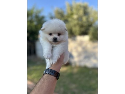 Pomeranian yavrularımız 