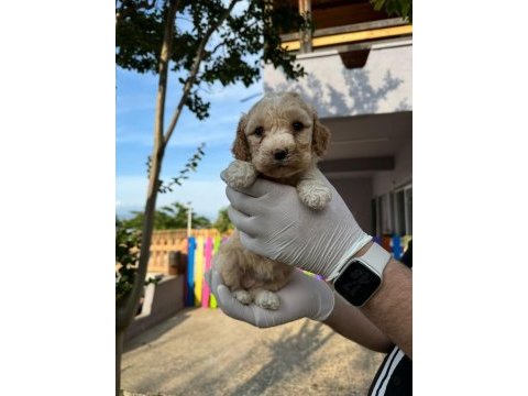 Maltipoo yavrular adrese gönderim ve kapıda ödeme vardır