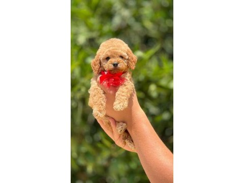 Toy poodle