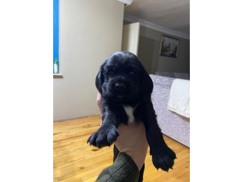 American cocker ve corgi yavruları