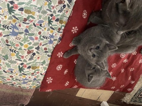 British shorthair russian blue melezi