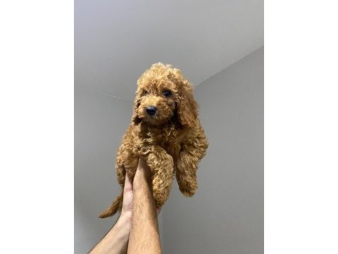Yavru toy poodle sahiplendirme