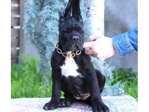 Fcı-kıf secereli safkan cane corso yavrularımız