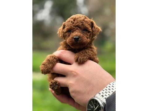Irk ve sağlık garantili poodle yavrularımız