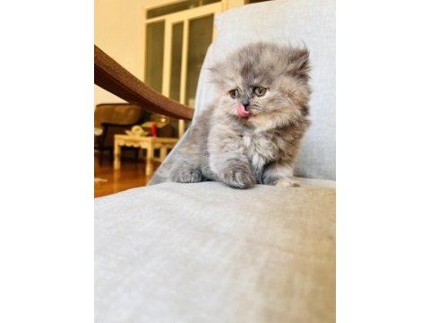 Rengarenk chinchilla kedisi