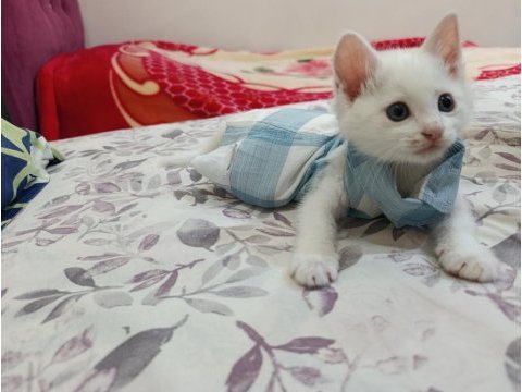 Minik ankara kedisi kızıma yeni yuva