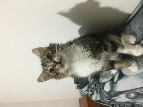Kedimiz sakızın bir evi olsun istiyorum