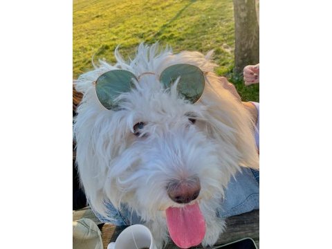 Terrier 1 yaşında eğitimli