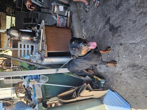 Dişi rottweiler bodrum yalıkavak