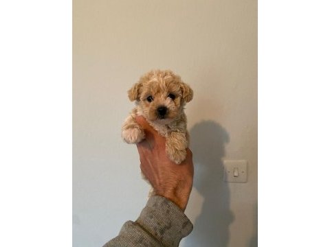 Orjinal ırk garantili maltipoo yavrular