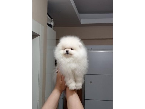 3.5 aylık muhteşem kalitede pomeranian yavrular