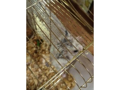 Her renk hamster mevcuttur
