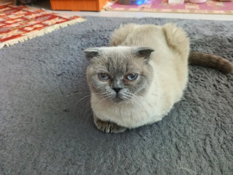 Scottish fold blue point