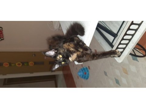 Maine coon tortie