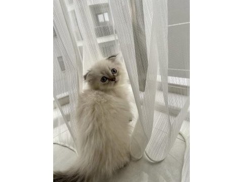 Scottish fold longhair blue point dünyalar tatlısı yavru