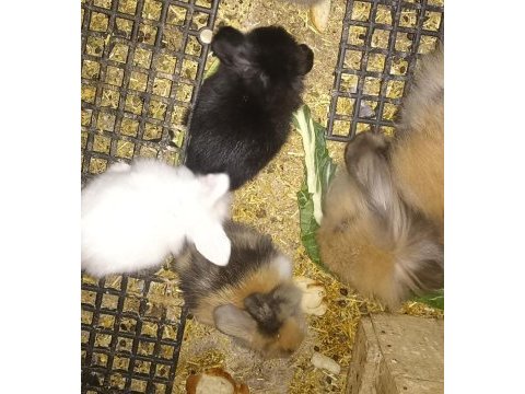 Yavru hollanda lop tavşanı